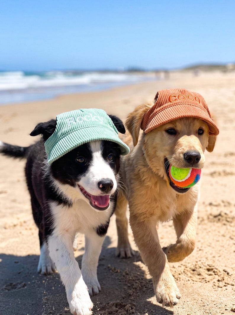 May include: A black and white dog wearing a light green corduroy cap with the name Rocky embroidered on the front, and a golden dog wearing a rust-colored corduroy cap with the name Coco embroidered on the front, holding a colorful tennis ball.