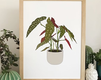 Begonia plant print, original houseplant illustration