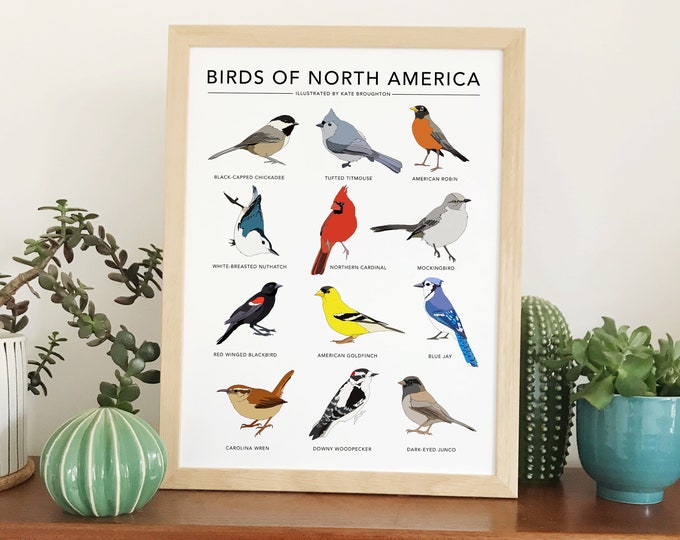 Impression Oiseaux d'Amérique du Nord - Poster Oiseaux de jardin