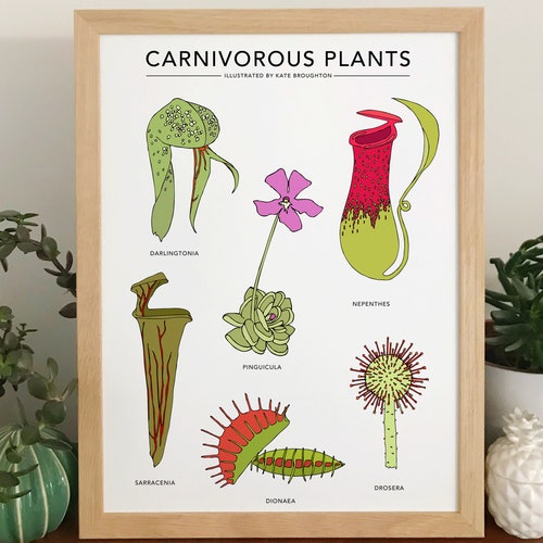 Carnivorous Plants Print Etsy