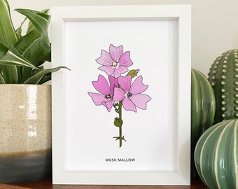 Musk mallow illustrated wildflower print - small A5 print - botanical illustration