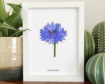 Cornflower illustrated wildflower print - small A5 print - botanical illustration