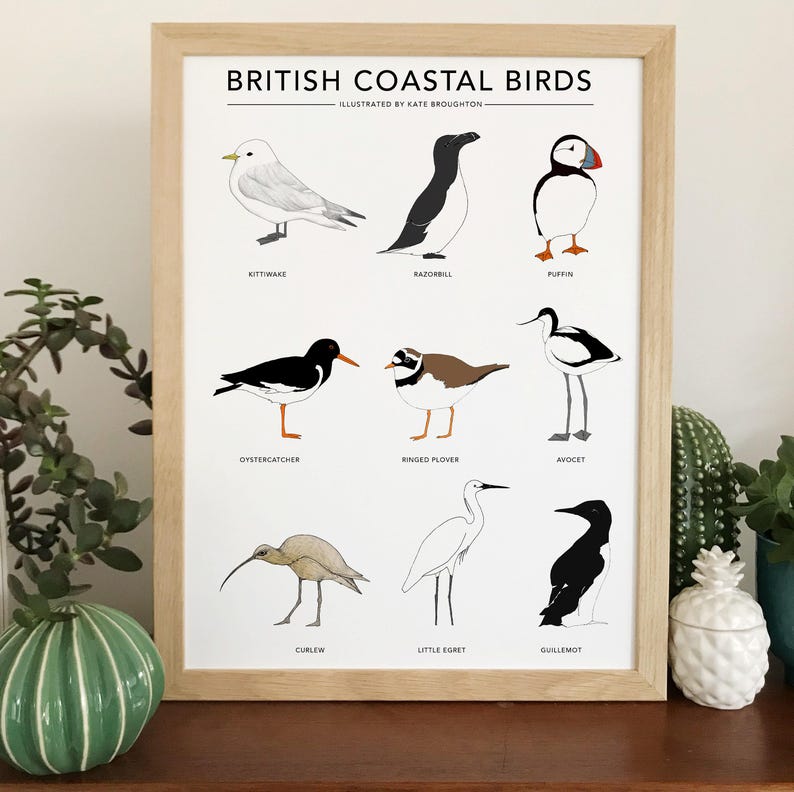 British Coastal Birds print image 4