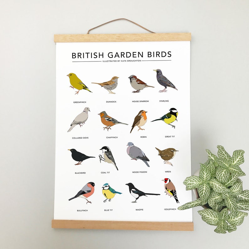 Garden bird print 'British Garden Birds' poster wildlife wall art, nature illustrations, birdwatching chart, nature gift, new home gift image 10