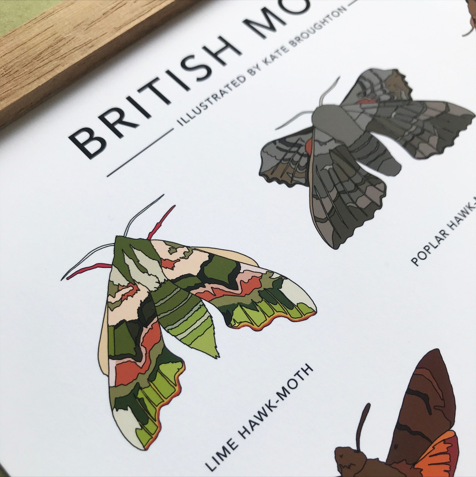 British Moths Print Nature Poster / Wall Art - Etsy