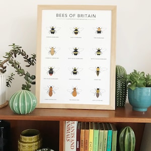 Bee print | Bees of Britain | wildlife illustration | nature poster | bumblebee wall art | honey bee | A4 or A3 | bee home decor | bee gift