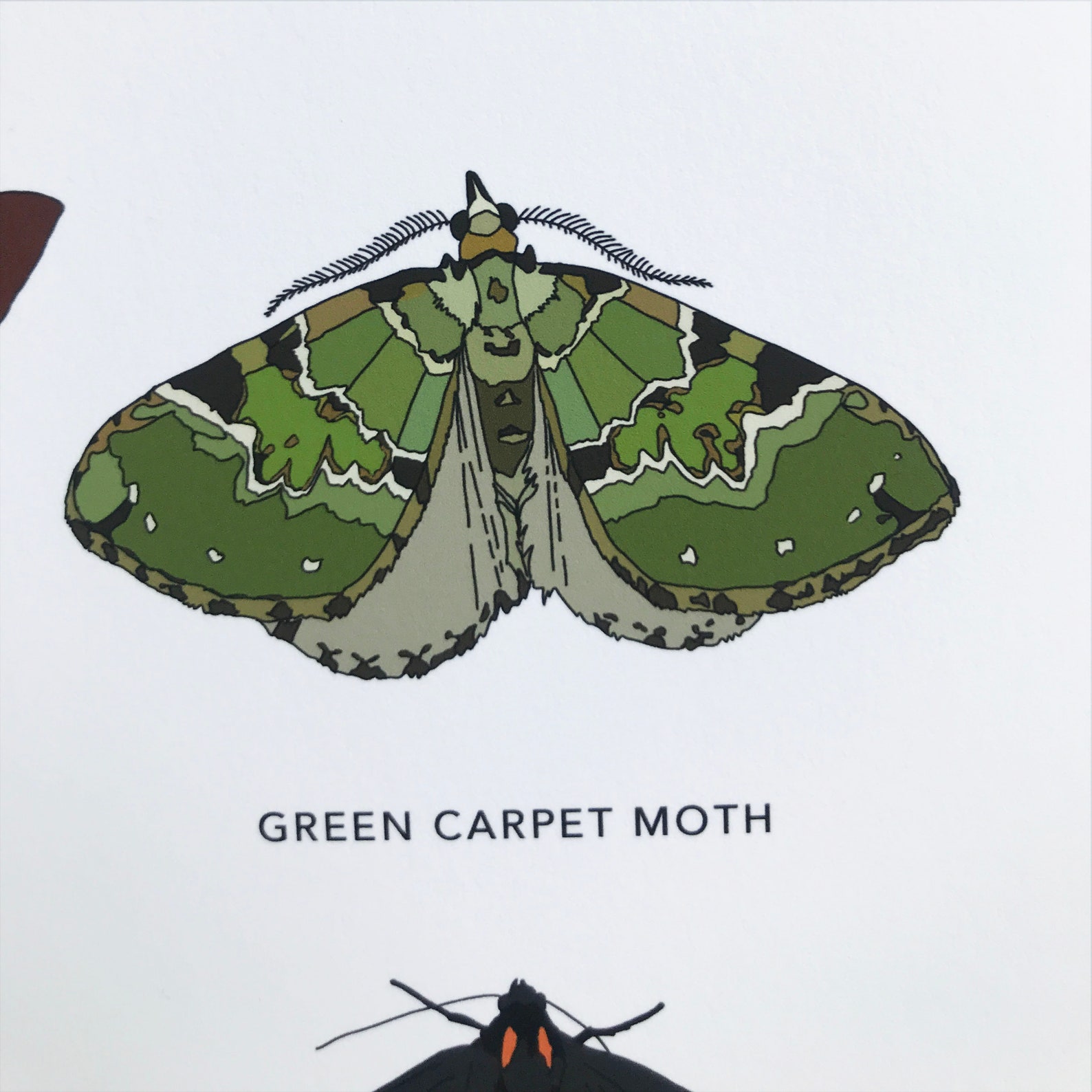 British Moths Print Nature Poster / Wall Art - Etsy