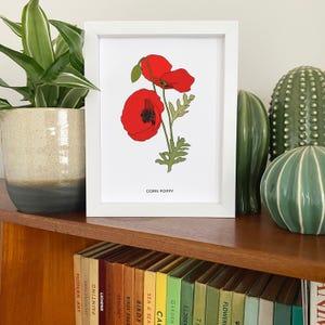 Corn poppy illustrated wildflower print - small A5 print - red poppy botanical illustration