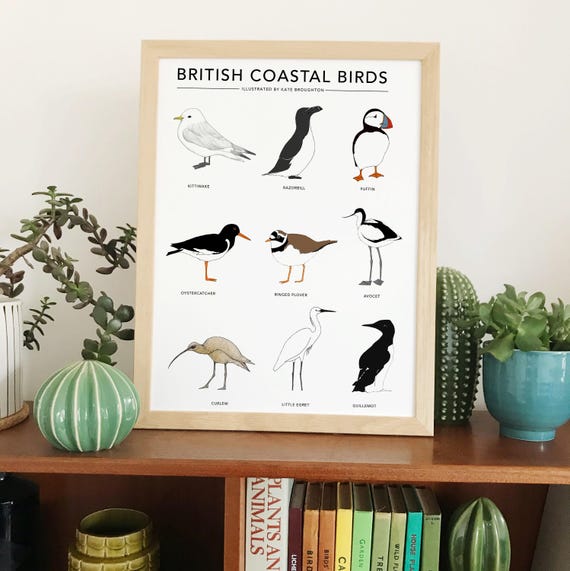 British Coastal Birds print