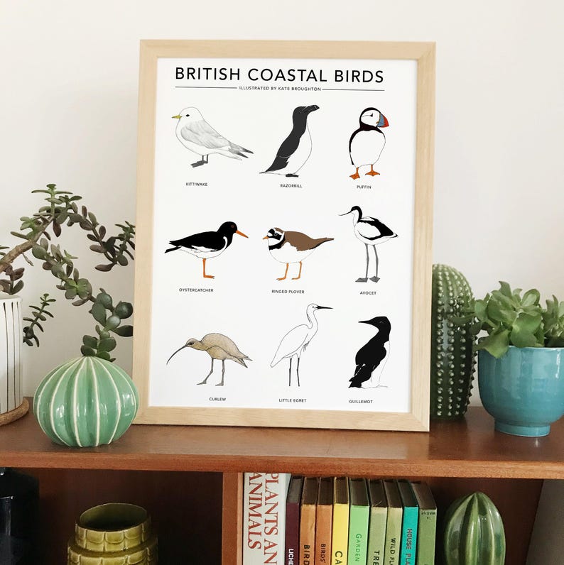 British Coastal Birds print image 1