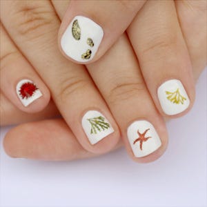 beach combing nail transfers - illustrated shells, seaweed, anemone, starfish nail art decals