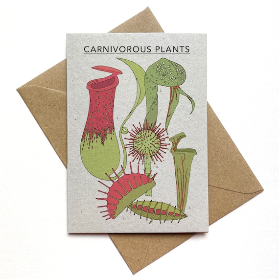 3 plantes carnivores parfaites pour votre intérieur