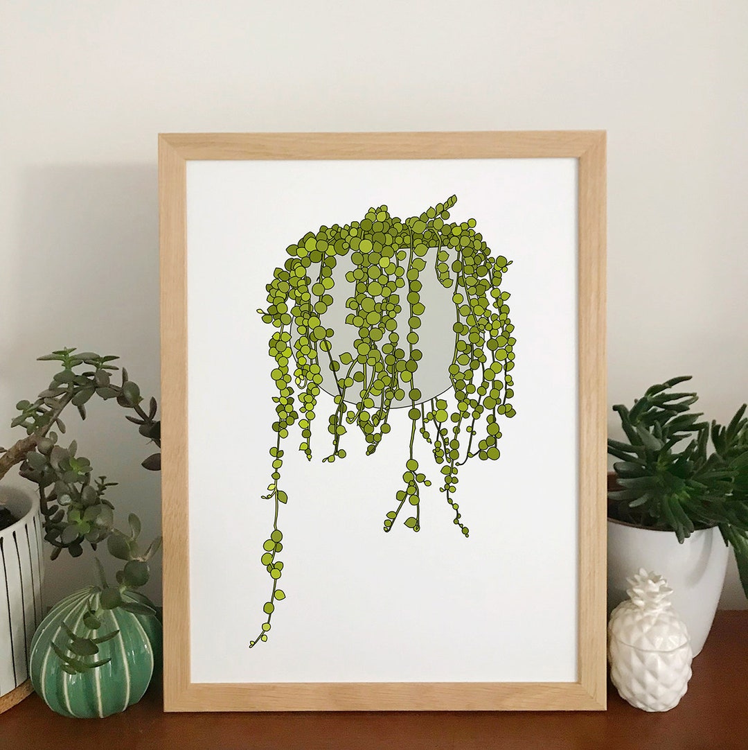 String of Pearls Plant, Still Life Art Print for Sale by