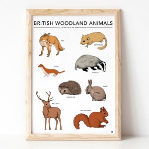 British Woodland Animals print - wildlife poster / nature wall art - fox , squirrel , badger , deer , hedgehog , rabbit , dormouse , stoat