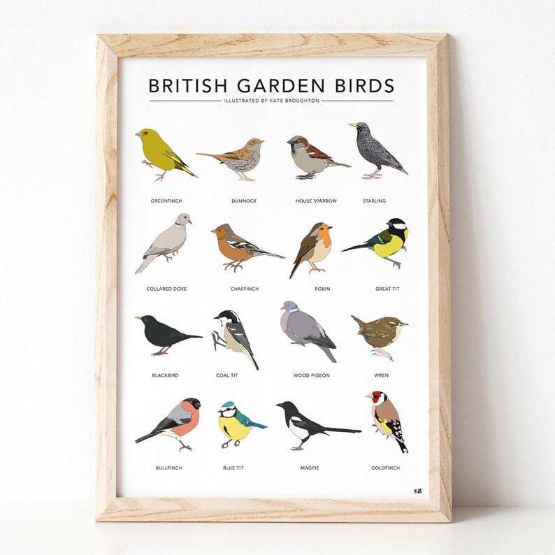 Garden bird print 'British Garden Birds' poster wildlife wall art, nature illustrations, birdwatching chart, nature gift, new home gift image 8