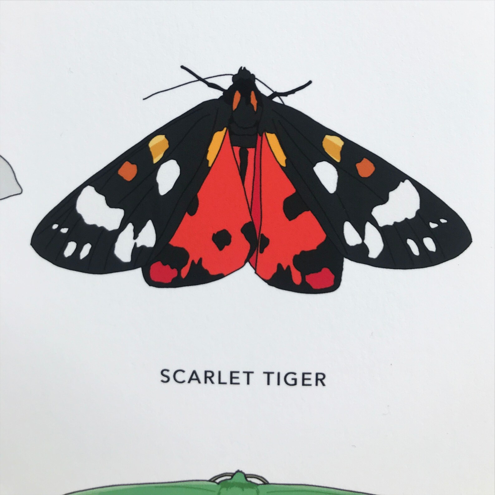 British Moths Print Nature Poster / Wall Art - Etsy