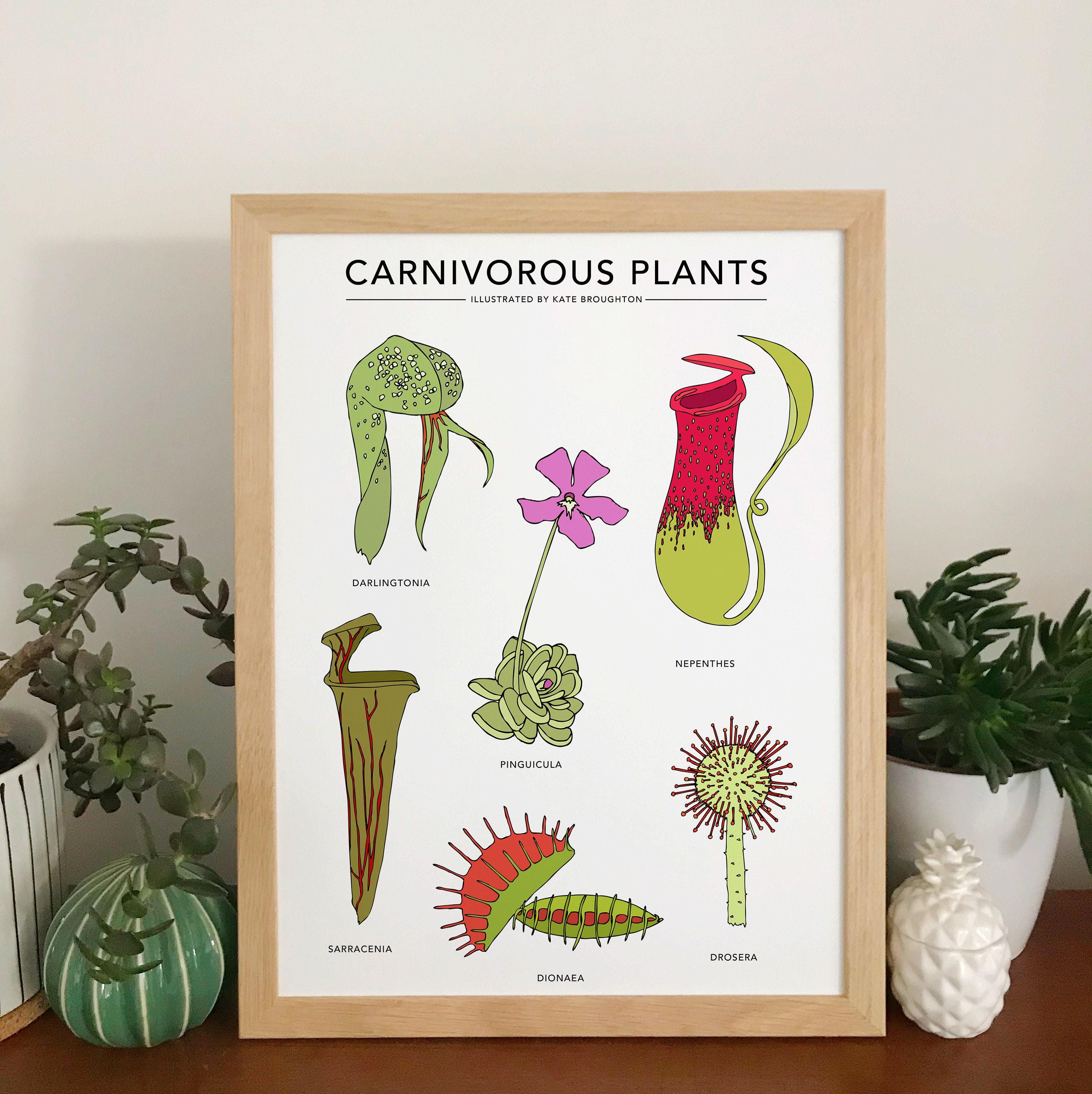 Carnivorous Plants Print - Etsy