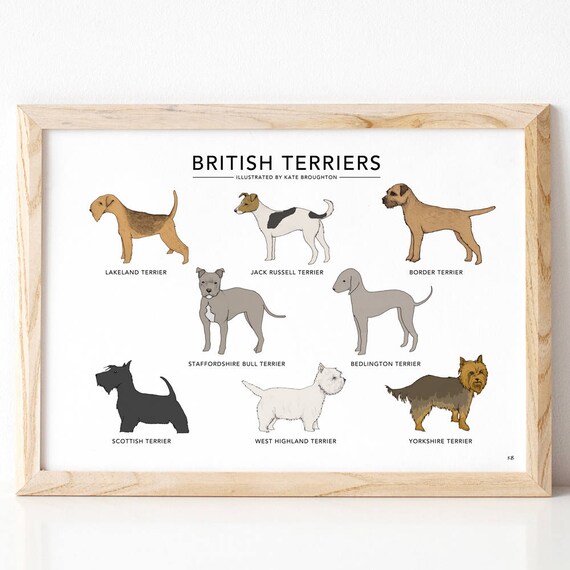 small boxer corners british dog