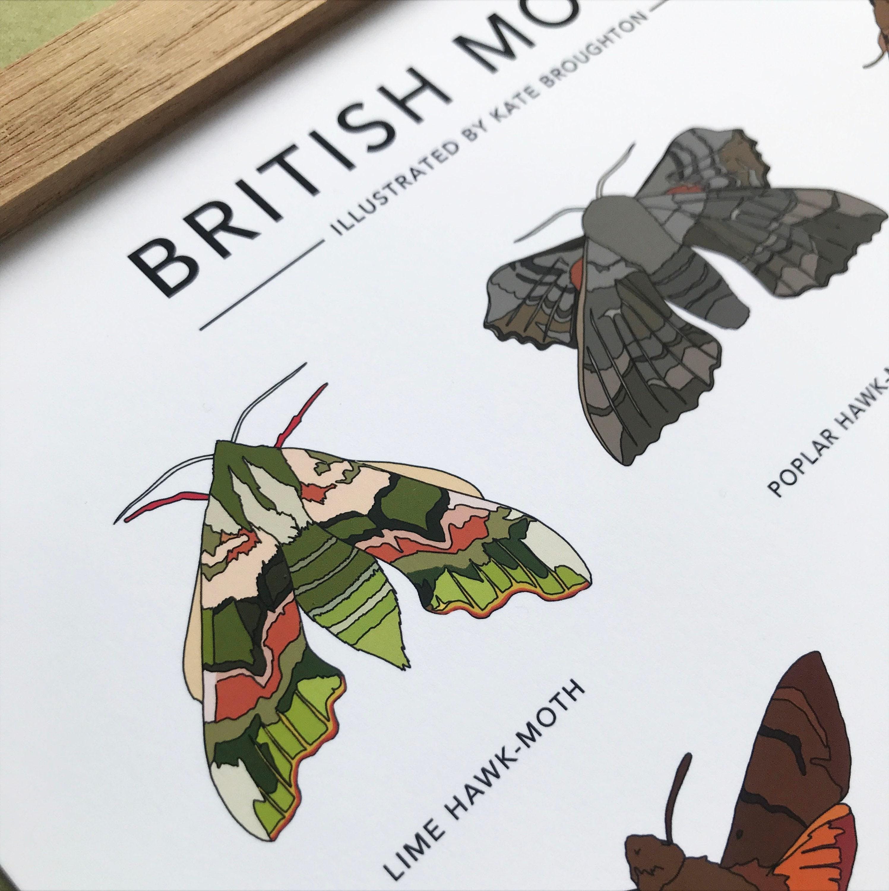 British Moths Print - Nature Poster / Wall Art - Etsy