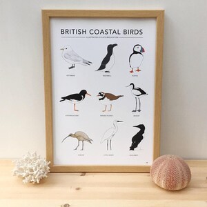 British Coastal Birds print image 2