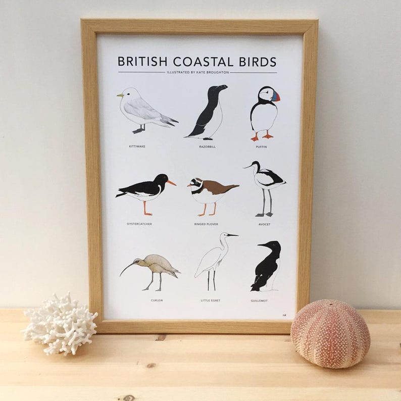 British Coastal Birds print image 2