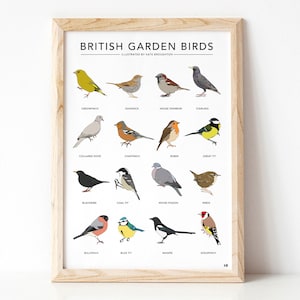 Garden bird print 'British Garden Birds' poster wildlife wall art, nature illustrations, birdwatching chart, nature gift, new home gift image 3