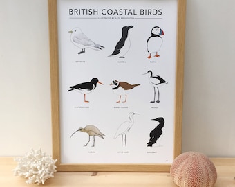 British Coastal Birds print - bird poster - bird wall art - illustrated seabirds - wildlife illustrations / nature print / british birds