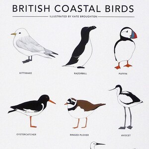 British Coastal Birds print image 3