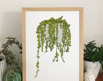 String of pearls plant print