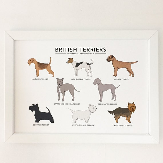 small boxer corners british dog