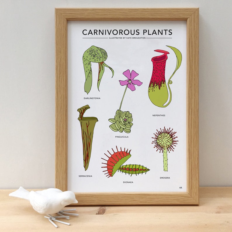 Carnivorous Plants Print - Etsy