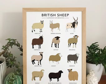 British Sheep breeds illustration print