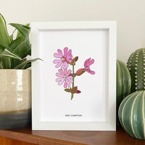 Red campion illustrated wildflower print - small A5 print - botanical illustration