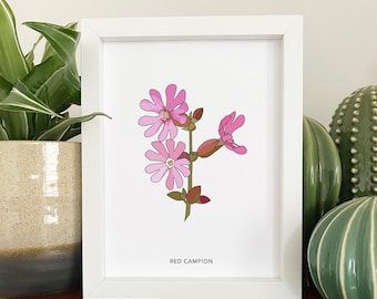 Red campion illustrated wildflower print - small A5 print - botanical illustration