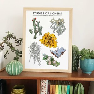 May include: A framed print titled "Studies of Lichens" with various lichen illustrations in green, yellow, and gray. The artwork is in a light wood frame and is displayed on a wooden shelf with plants and books.