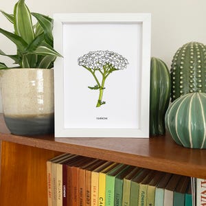 Yarrow illustrated wildflower print - small A5 print - botanical illustration