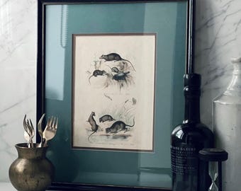 Antique Framed Botanical Book Plate