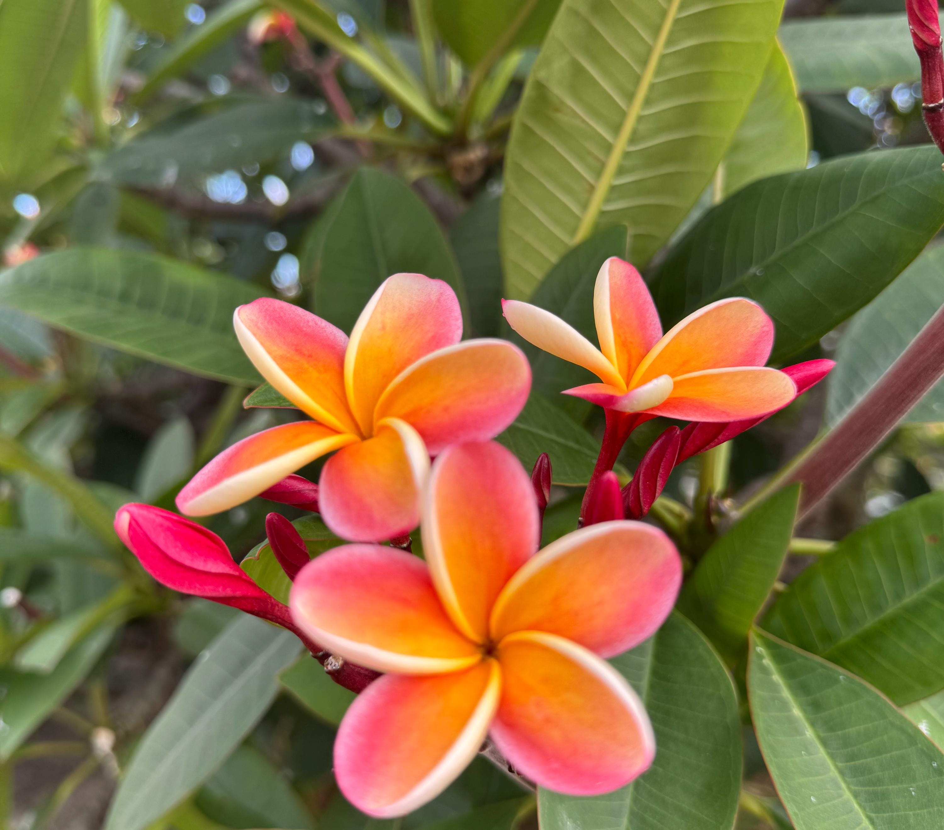 Pā'ahi Fiery Orange Plumeria Cutting, Grown Oʻahu Hawaii | USDA