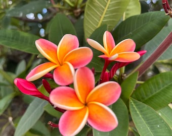 Könnte beinhalten: Eine Gruppe von Plumeria-Blüten mit jeweils fünf abgerundeten Blütenblättern, die einen lebhaften Farbverlauf von tiefem Pink an den Rändern zu einem leuchtend gelben Zentrum aufweisen. Die Blüten sind von länglichen, spitzen grünen Blättern und Knospen umgeben.