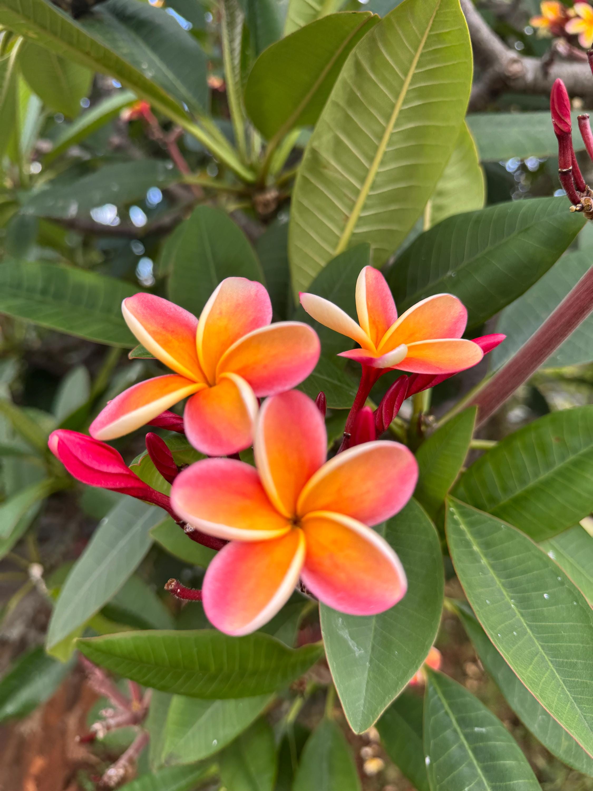 【Plumeria＊ 】fracoraHITOKAN Extract ２本 Live Glowing Orange Plumeria Cutting Direct From Oʻahu | Certified