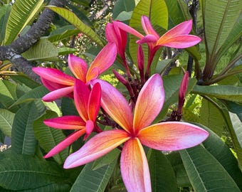 May include: A cluster of vibrant plumeria flowers featuring five-petaled blooms with a gradient of pink, orange, and yellow hues. The flowers are surrounded by large, elongated, deep green leaves and thick, textured branches in a natural outdoor setting.