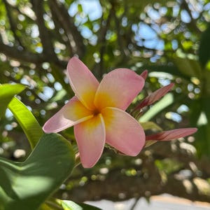 Hō ʻOhani Plumeria – 8–12 Inch Cutting – Hawaiian Grown