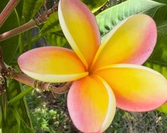 Scott Pratt Plumeria Cutting | Plumeria Scott Pratt Cutting
