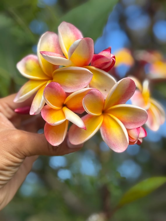 Live Glowing Orange Plumeria Cutting Direct From Oahu | Certified USDA  Inspected | 8-12" | USPS Priority Shipping - Etsy
