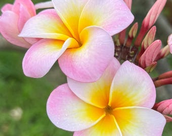 Hō ‘Ohani Pink Yellow Plumeria Cutting, Grown on Oahu Hawaii | 8–12” | Fragrant Lei Flower | USDA Inspected | Free USPS Priority Shipping