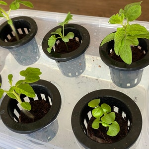 Kit di avviamento per giardino da tavolo con sistema idroponico