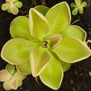Pinguicula moranensis (Mexican Butterwort - Carnivorous Plant - Magenta Flower  - Terrarium  Plant - Insect Catcher)