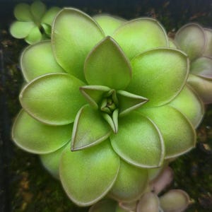 Pinguicula laueana x emarginata Carnivorous Plant | Mexican Butterwort, Bug Eating, Canadian Grown
