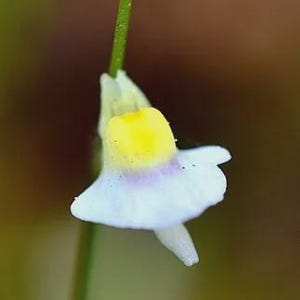 May include: A close-up shot of a small, white flower with a yellow centre and a touch of purple. The flower is on a slender green stem, with a blurred green and brown backdrop. The petals are softly curved.