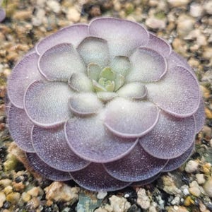May include: A close-up of a small, round succulent plant. The plant has layers of overlapping, petal-like leaves in shades of lavender and green. The leaves have a textured, almost fuzzy appearance, with a dusting of white. The plant is surrounded by small pebbles.
